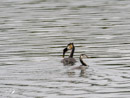 Great Crested Grebe feeding its young - Perkoz dwuczuby, karmienie młodego